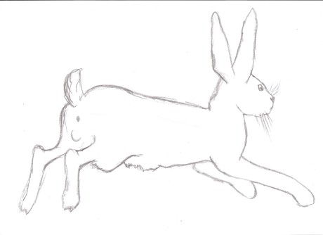 Zajíc nebo králík...